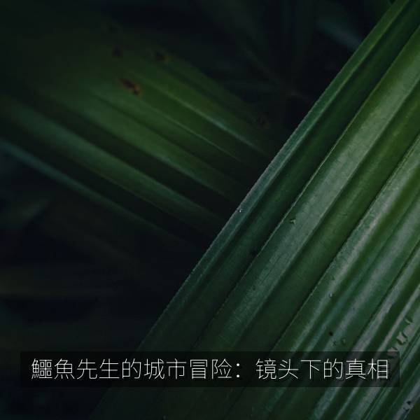 鱷魚先生的城市冒险：镜头下的真相 海报