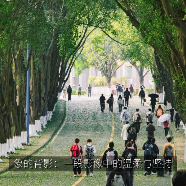 象的背影：一段影像中的温柔与坚持 海报